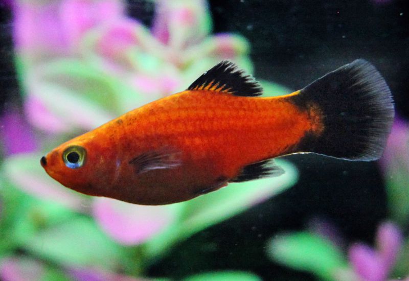鹡鸰模式