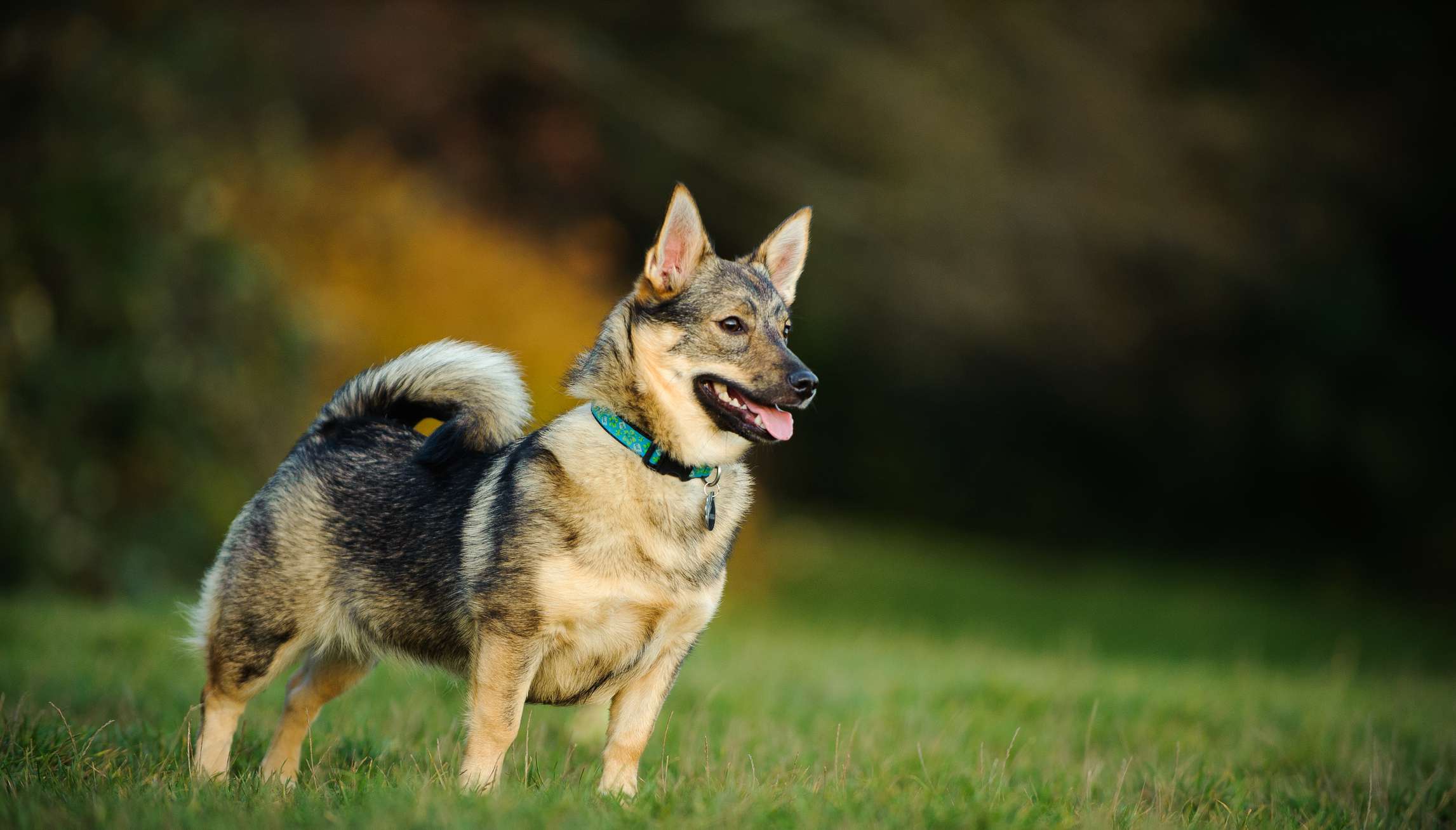 田野里的瑞典猎犬