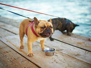 法国斗牛犬饮用水