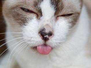 在猫性口炎