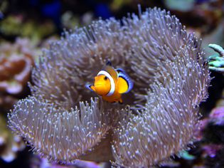 Saltwater clownfish in an anemone