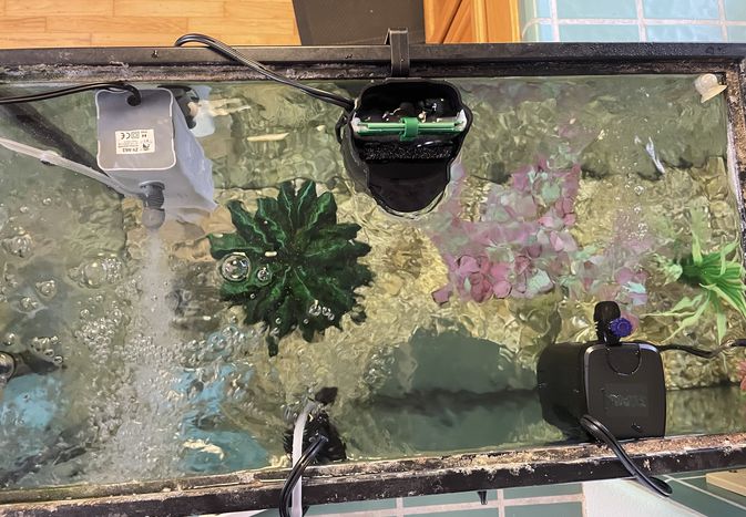 测试水族箱中不同的内部过滤器