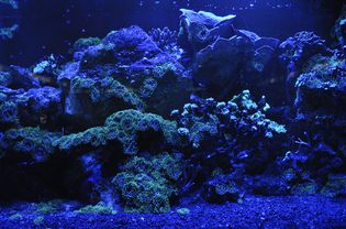 带LED照明的水族馆