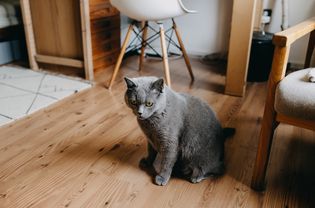 公寓里的猫