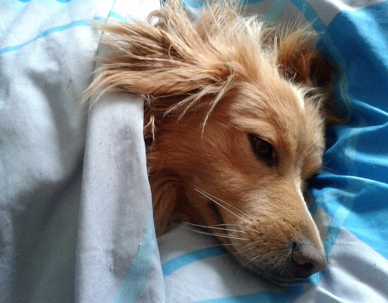 Dog tucked in for bed