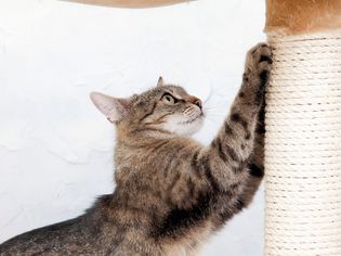 一两个抓挠柱对猫的爪子来说是必不可少的