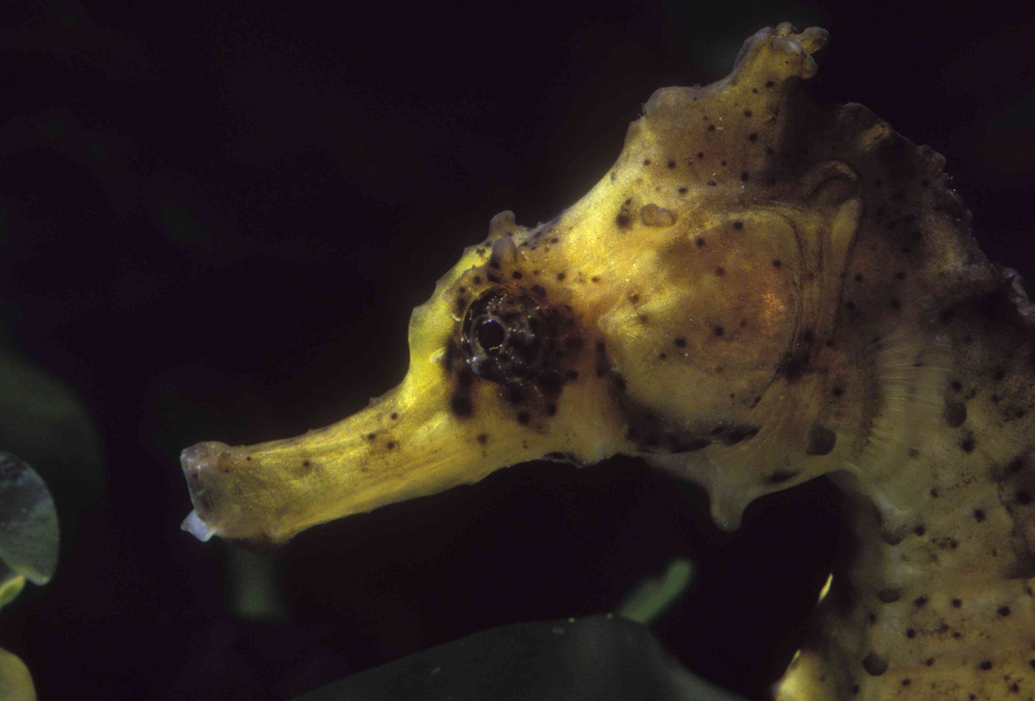 英国埃克塞特海马自然水族馆的库达海马。库达海马通常被称为黄海马，海马体库达