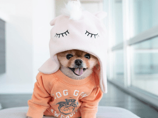 戴着独角兽帽子的JiffPom。