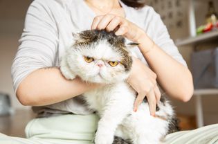 白色和灰色的大猫，黄色的眼睛抱在怀里