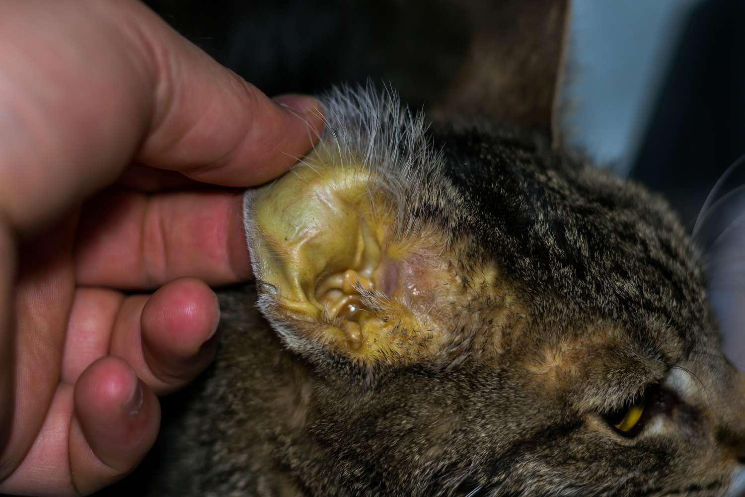 患黄疸的猫耳近照。
