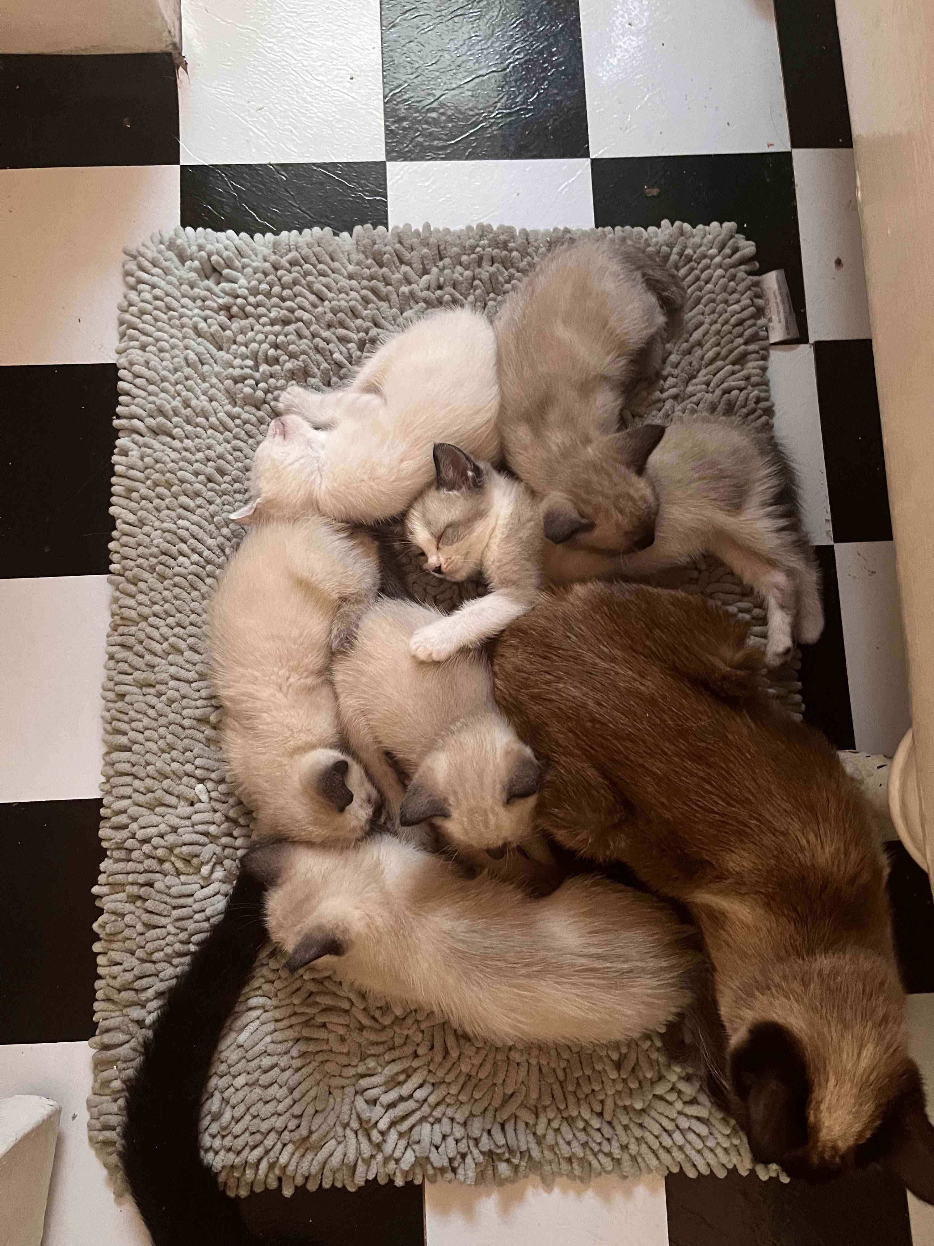 小猫们睡在其中一个妈妈身边