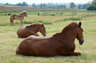 Horses lying in a field