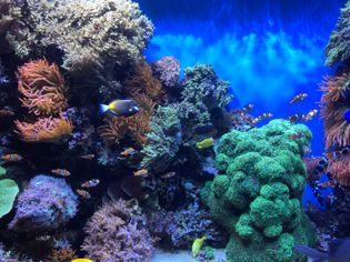海洋水族馆