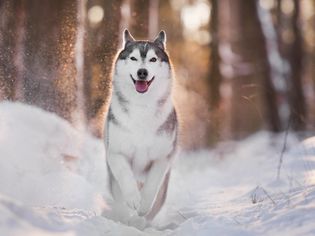 一只西伯利亚哈士奇在雪道上奔跑。