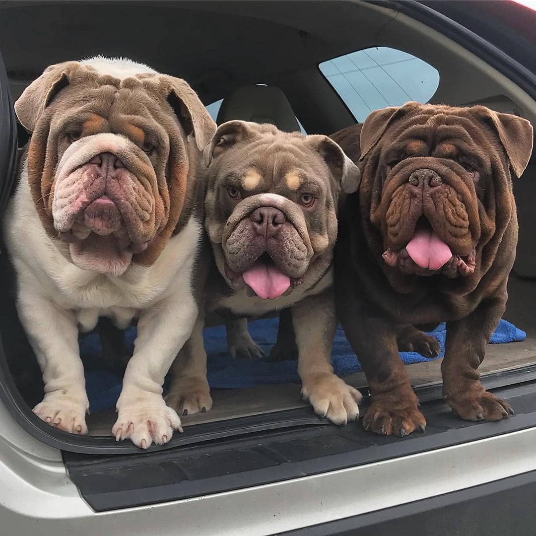 可爱的斗牛犬