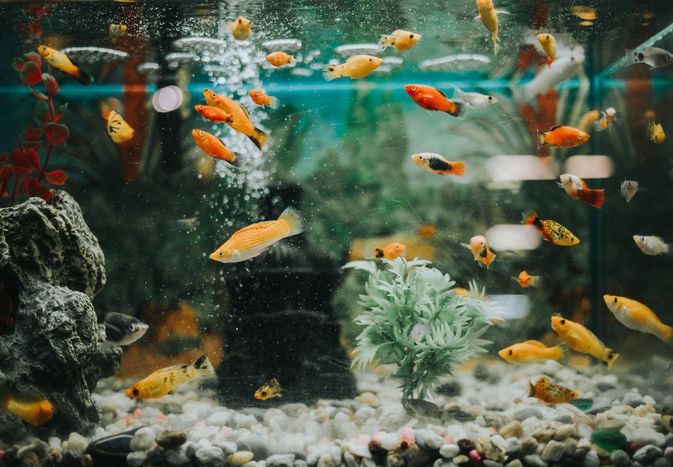 淡水水族馆