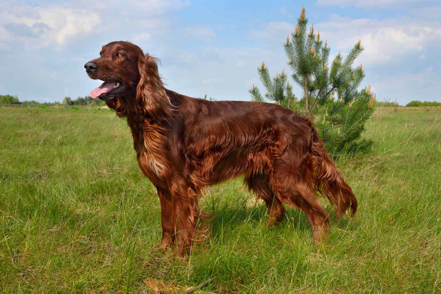 一只爱尔兰塞特犬的侧面侧面