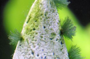 Beard Algae