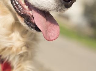 Open mouth of a dog breathing and sticking its tongue out.