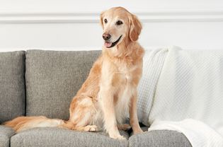A Golden Retriever lounging on a couch