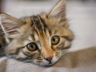 猫小脑发育不全