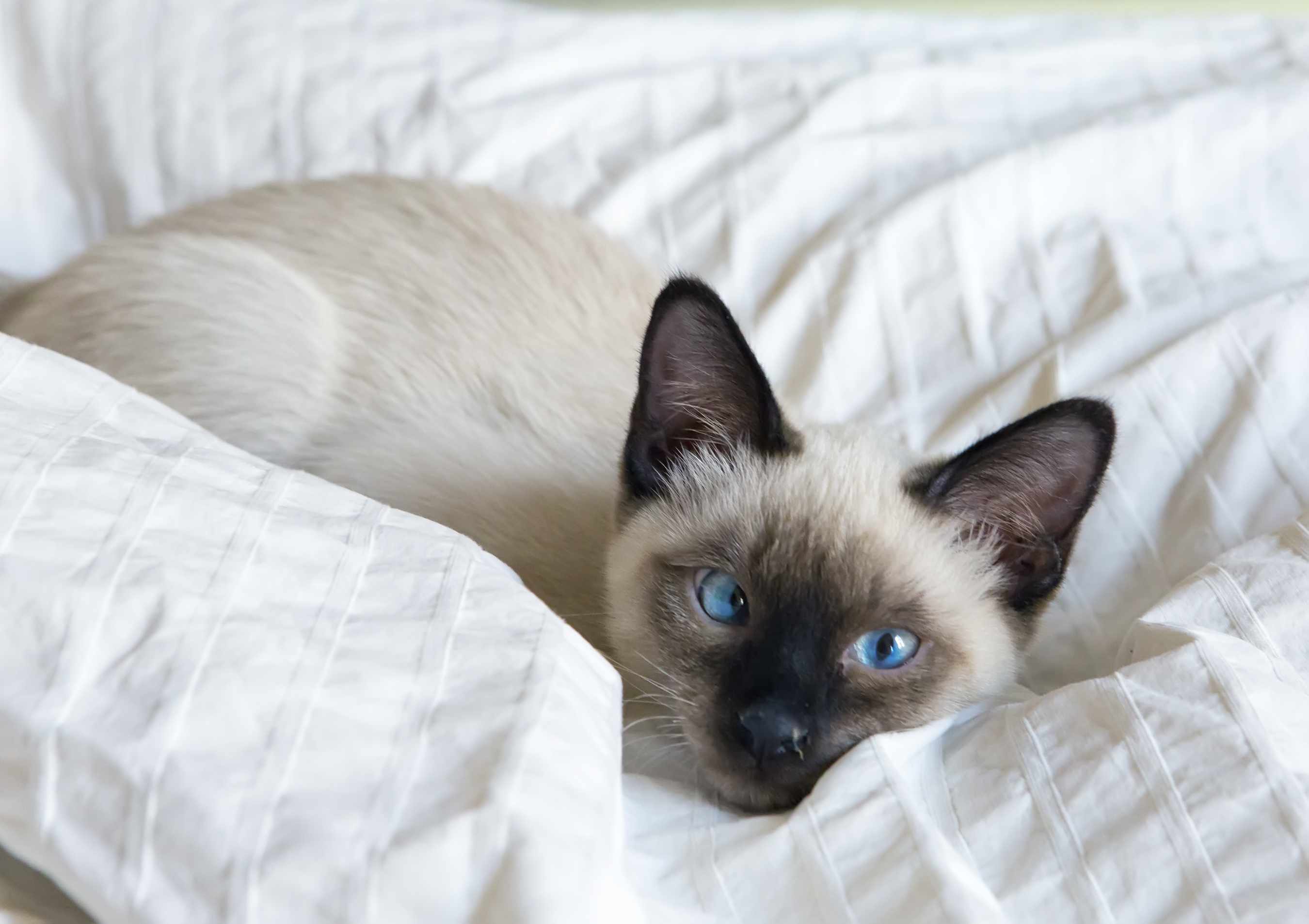 young cat, kitten of Siam oriental breed, bobtail Mekong, lies on bed