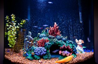Lit fish tank