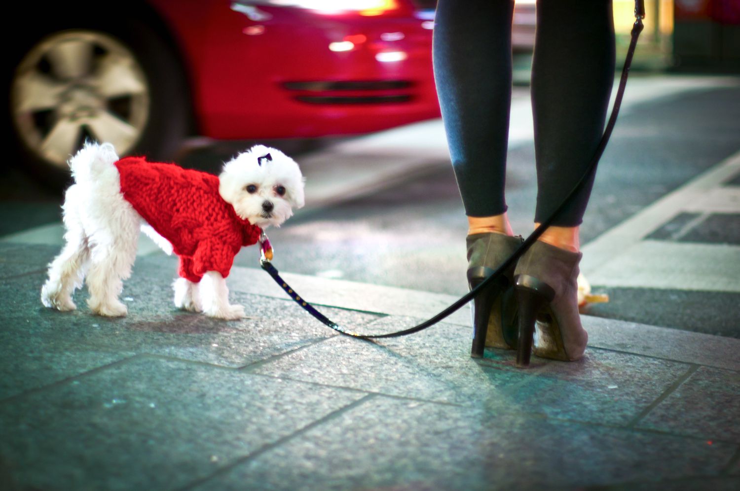 white dog in red sweater outside