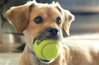 Terrier puppy with tennis ball