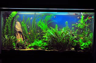 Community Aquarium - 80 Gallon