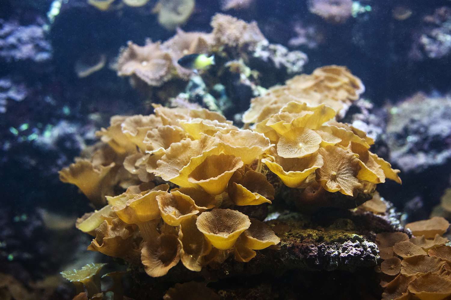红蘑菇珊瑚放线虫