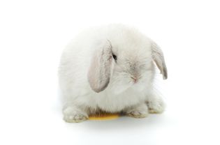白兔坐在一滩尿上。