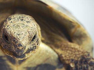 希腊乌龟的肖像(testudo graeca)。