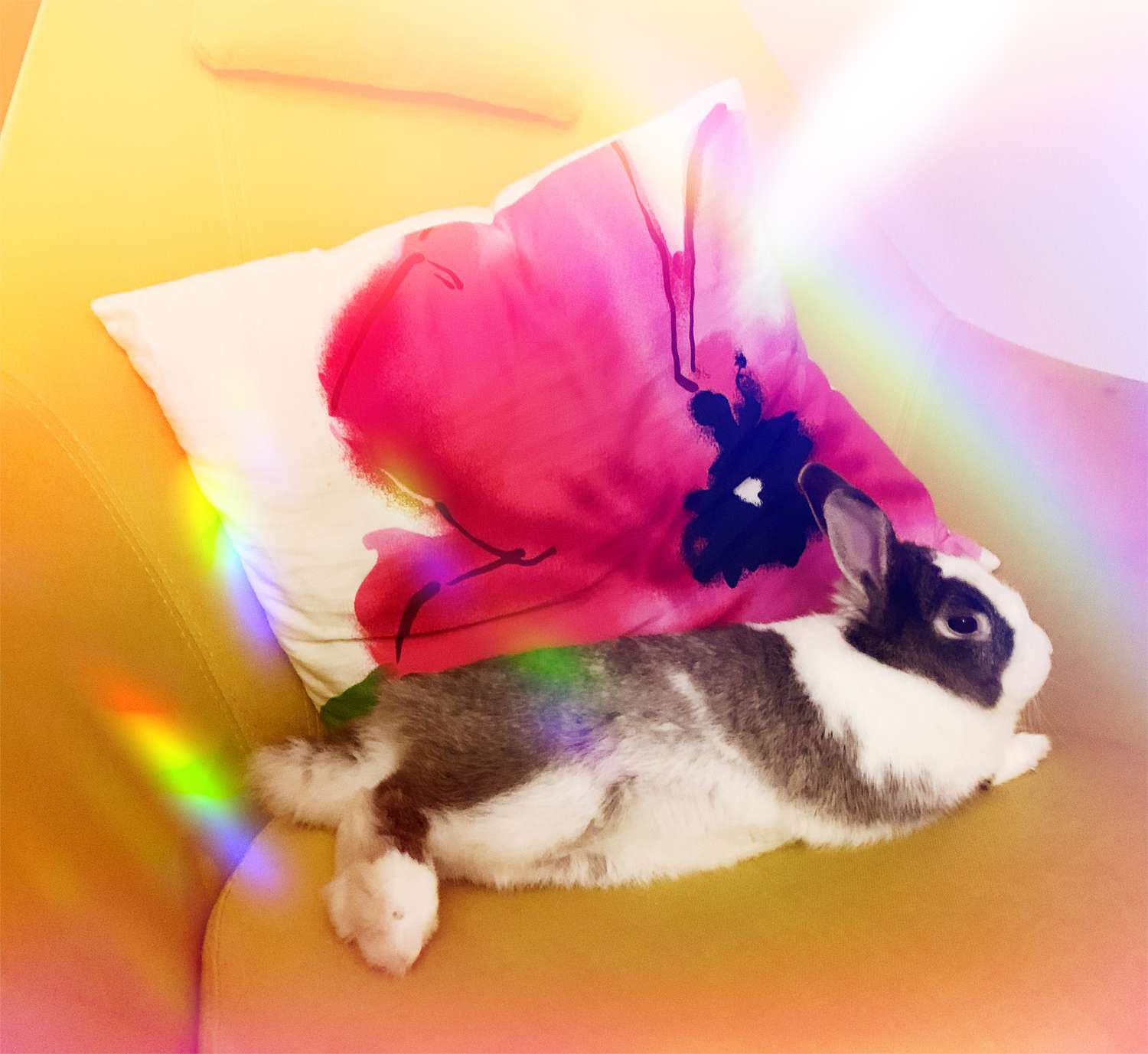 兔子佩妮