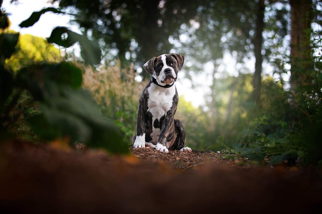 可爱的牛头犬在树林里