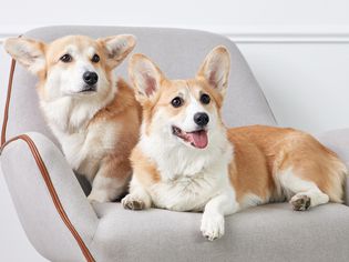两只彭布罗克威尔士柯基犬