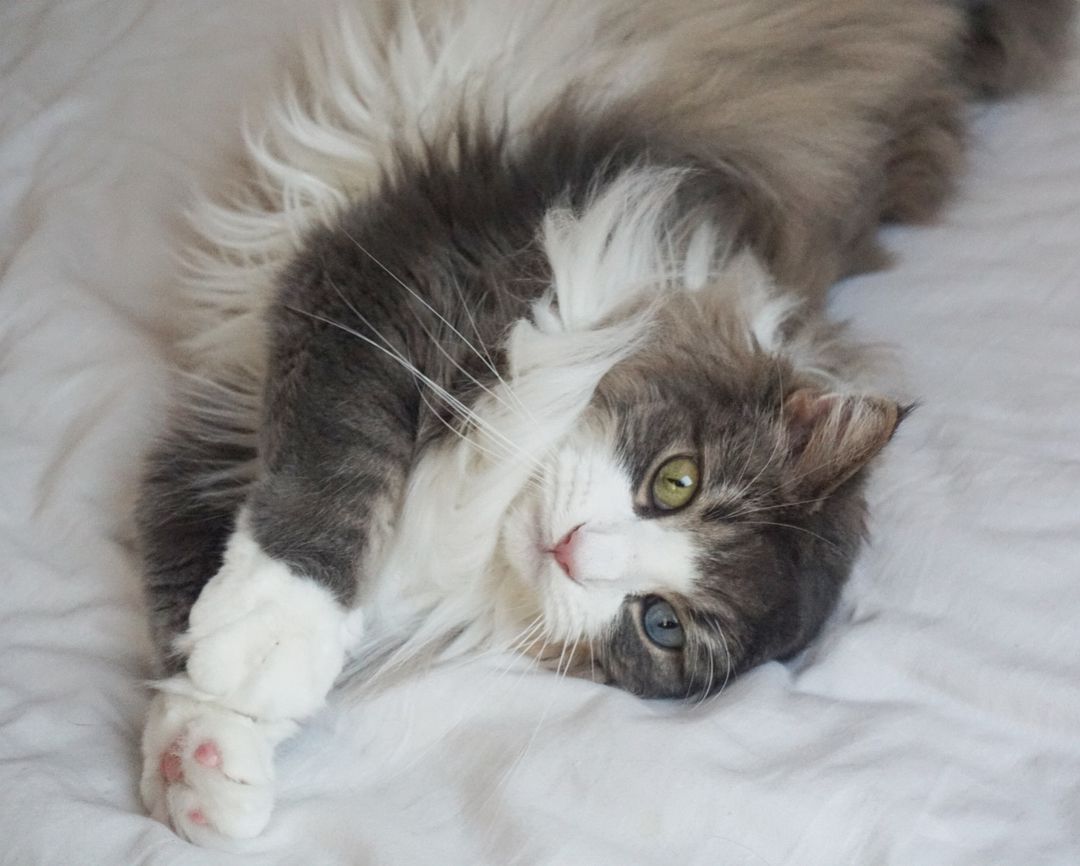 一只挪威森林猫懒洋洋地躺在床上