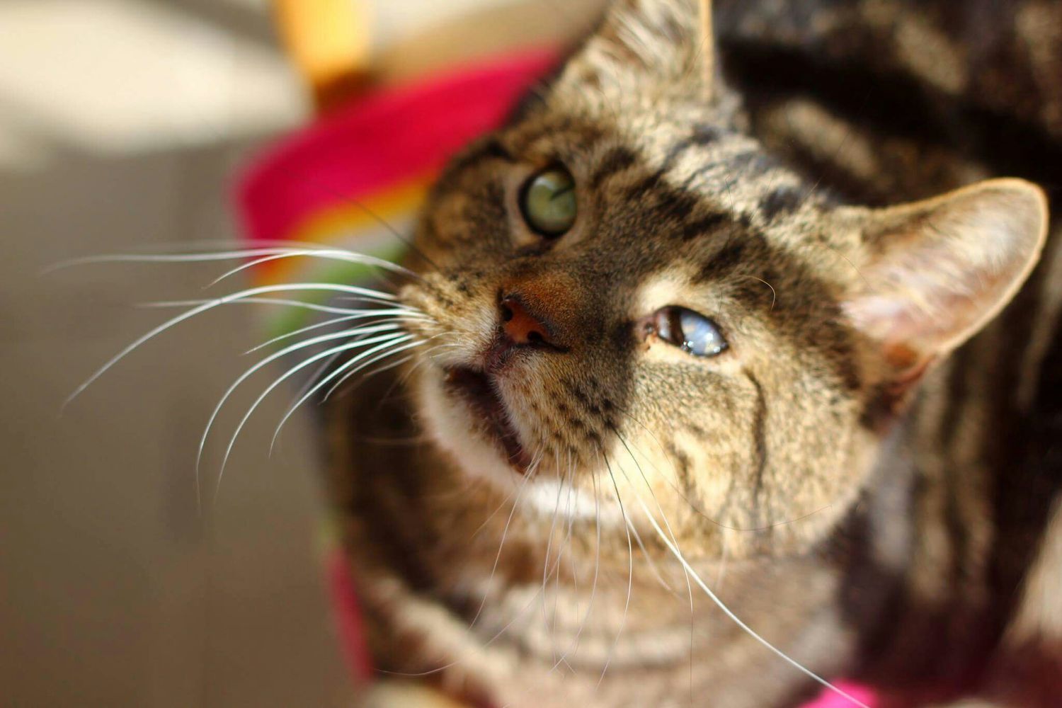 猫的特写肖像