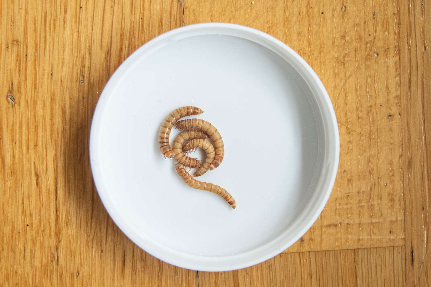 豹纹壁虎食物