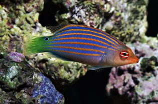 Six Line Wrasse with coral background
