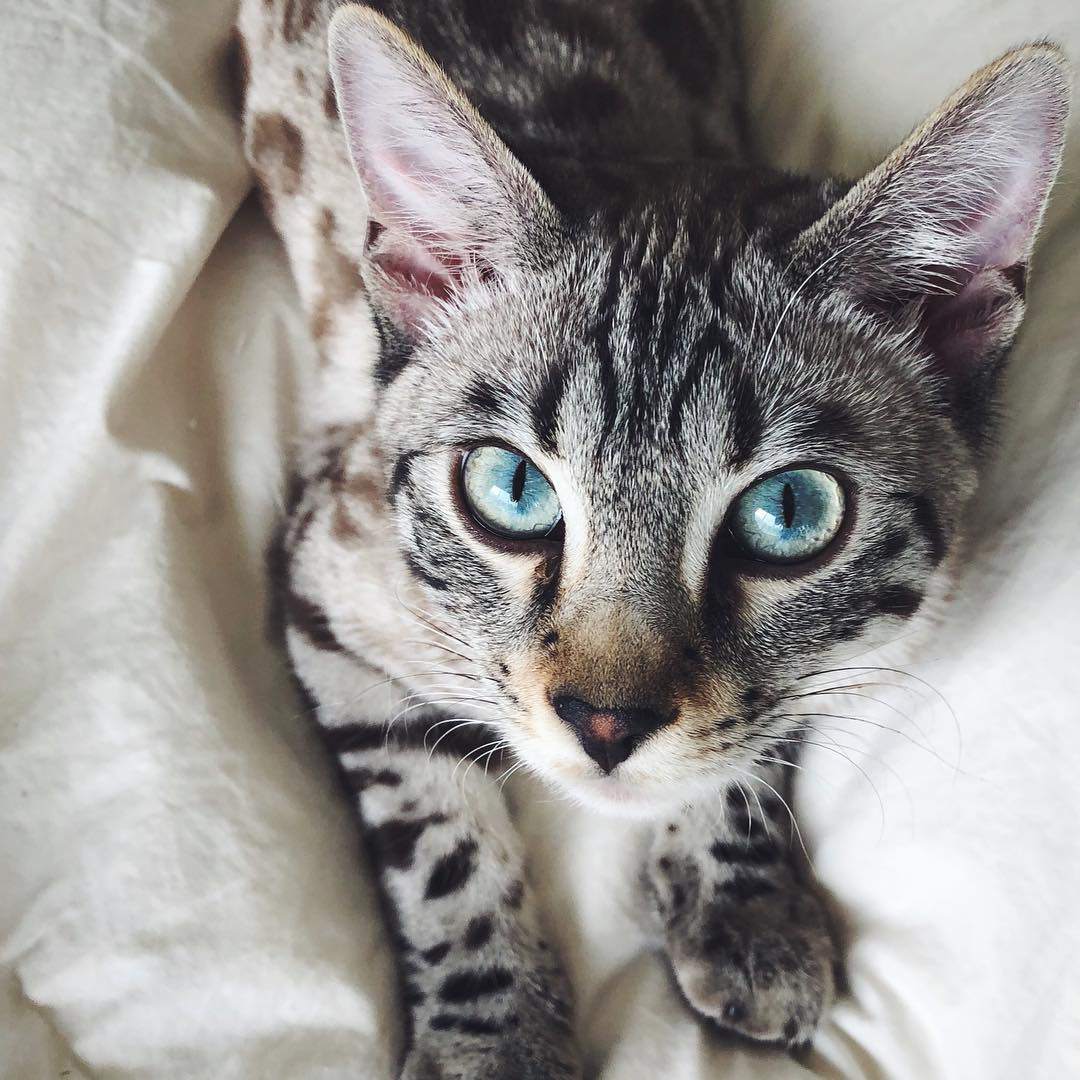 孟加拉猫