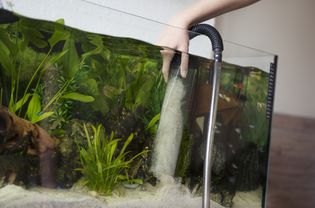 Cleaning aquarium sand