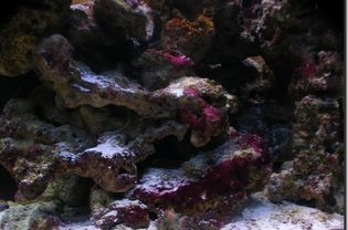 鱼缸内的活石涂有红色黏液