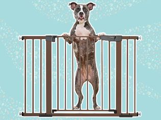 The Cumbor Auto-Close Pet Gate with a dog on a blue background