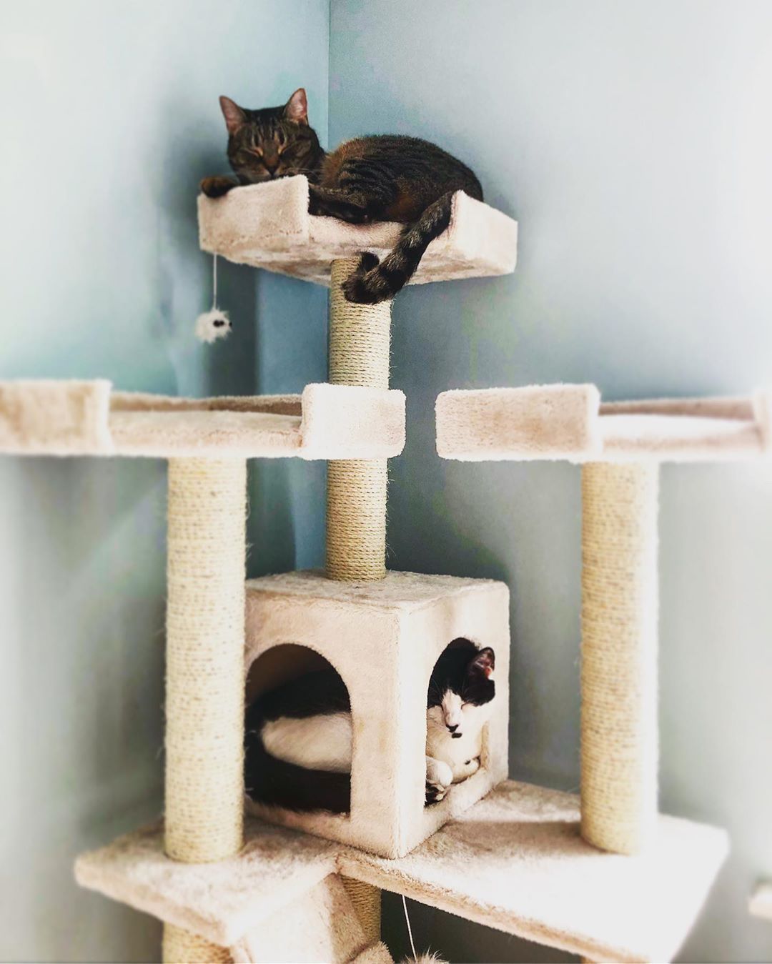 两只猫坐在中立猫树上。