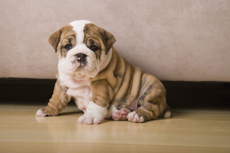 斑纹和白色斗牛犬小狗