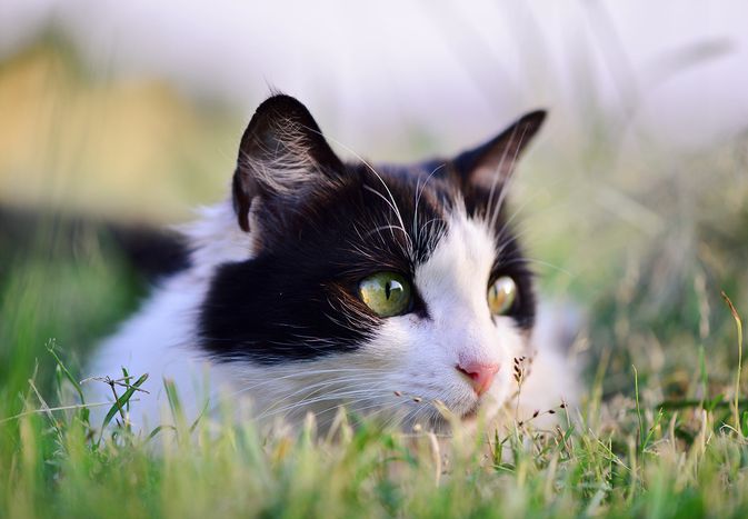 黑白猫在户外的草地上;绦虫在猫