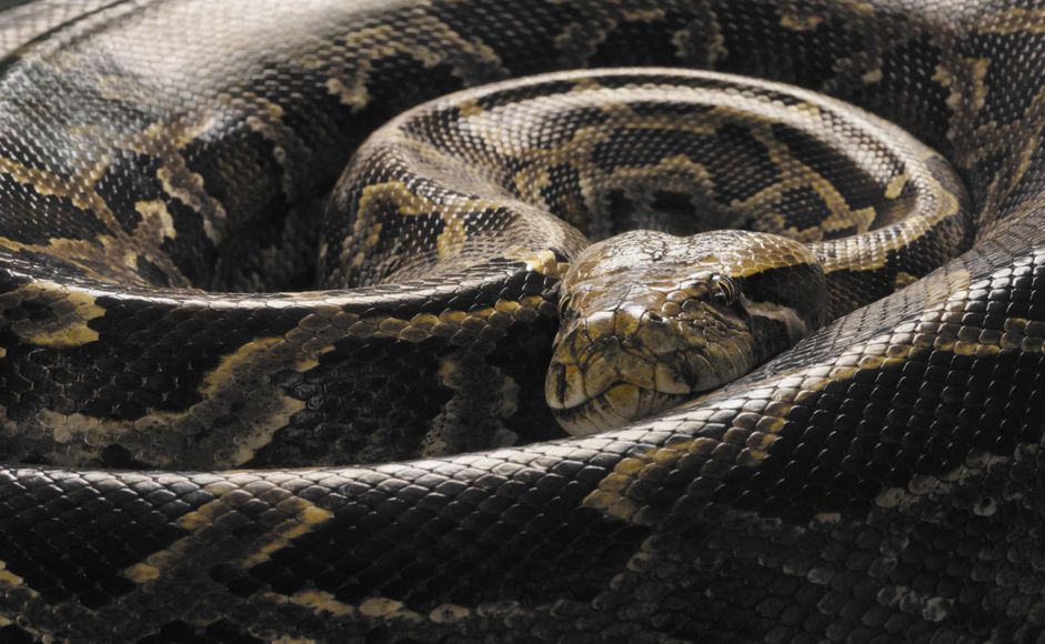 Burmese Python (Python molurus bivittatus), curled up, close up