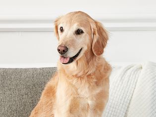 沙发上的金毛猎犬