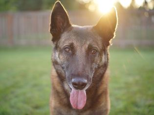 院子里德国牧羊犬的特写肖像